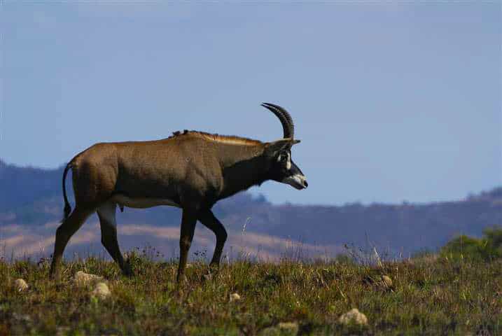 Roan Antelope in Nyika National Park
