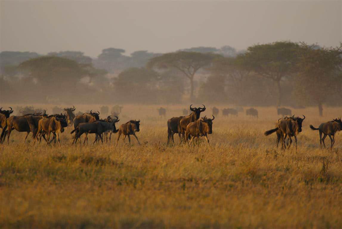 Beautiful Serengeti National Park