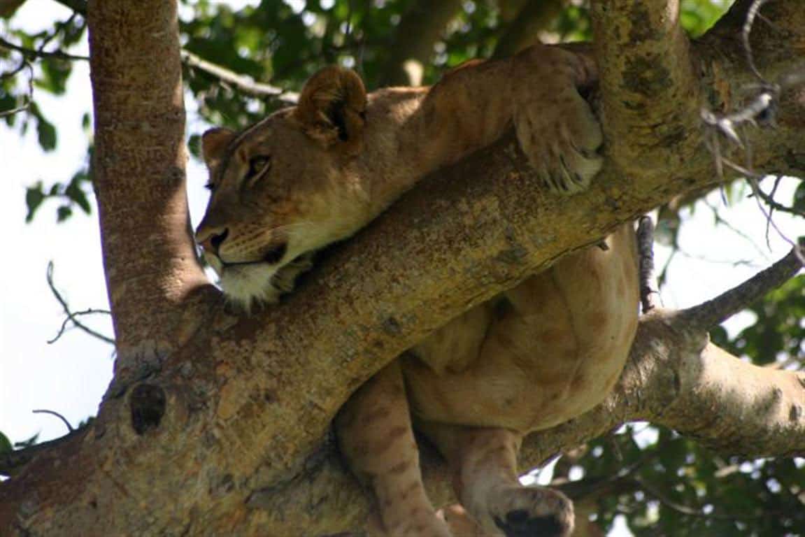 Lions climb trees at Queen Elizabeth National Park